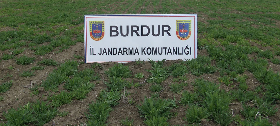 Yasadışı Haşhaşa Geçit Verilmedi