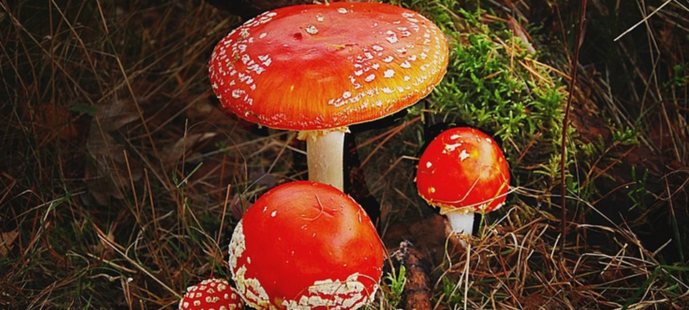 Sağlık İl Müdürü Aygören uyardı! Mantar zehirlenmeleri arttı