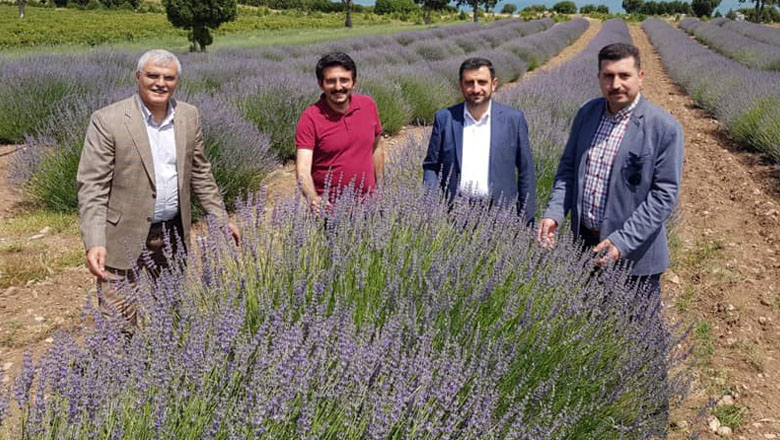 Milletvekili Özçelik’ten lavanta bahçelerine davet