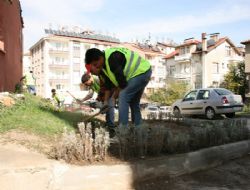 Isparta lavanta kokacak