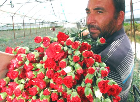 Köyden Dünyaya Kesme Çiçek İhracatı